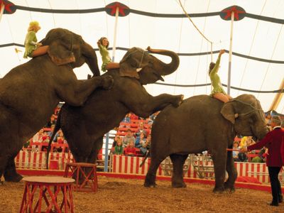 Elephants perform in Wisconsin in 1980.