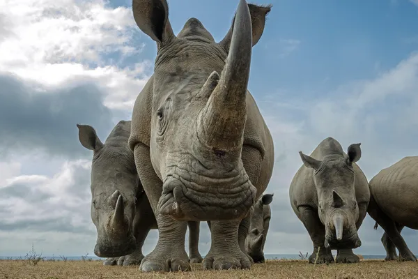 White Rhino portrait thumbnail
