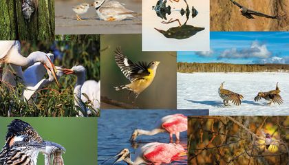 Ten Wildlife Photographers Zoom In on Their Favorite Birds