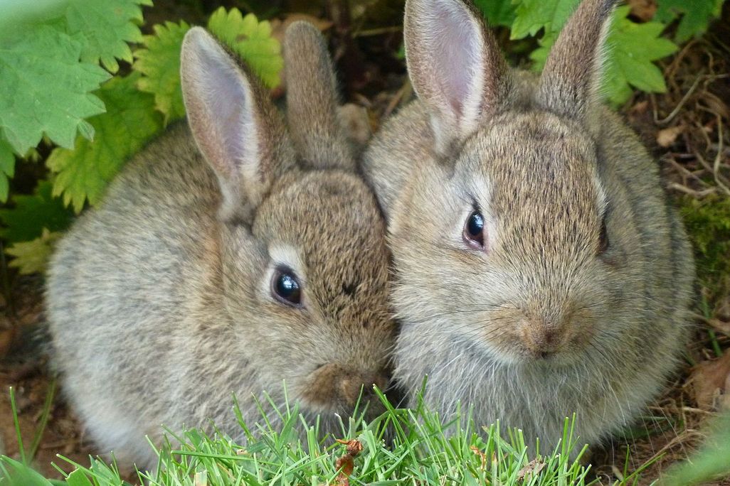 Rabbits