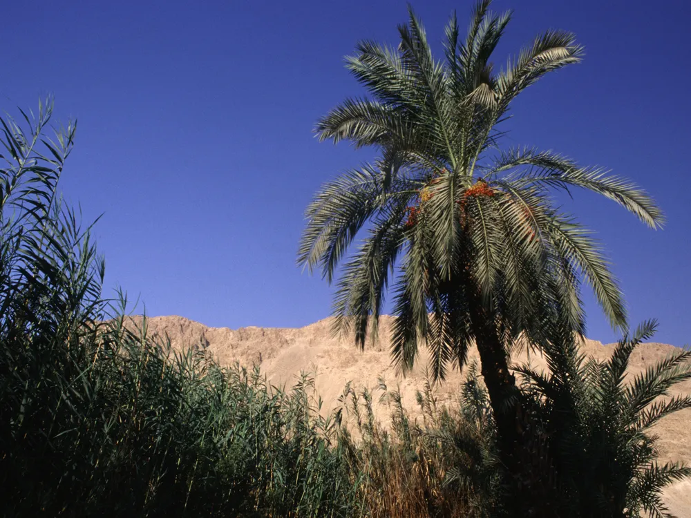 A date palm towers over grasses near Dead Sea shore
