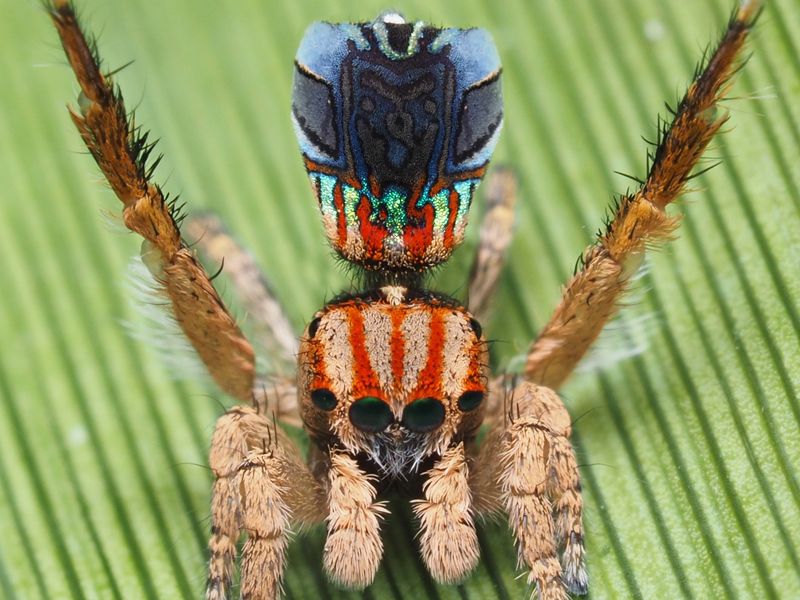 Maratus azureus (photo by Joseph Schubert).jpg