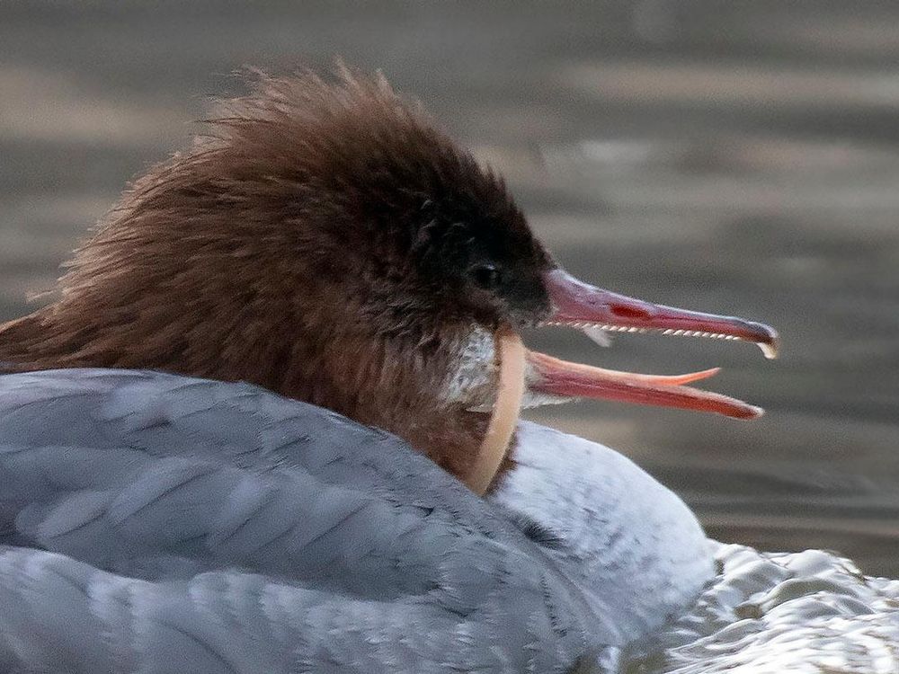 Common merganser with ring from a plastic bottle stuck around its mouth and neck.