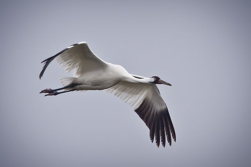 An endangered whooping crane