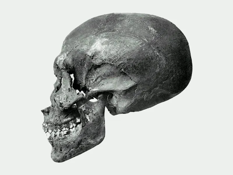 Profile view of KV55's skull