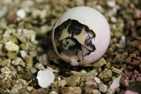 This second hatchling is even more notable for the emergency efforts that the animal keepers took to keep it alive.