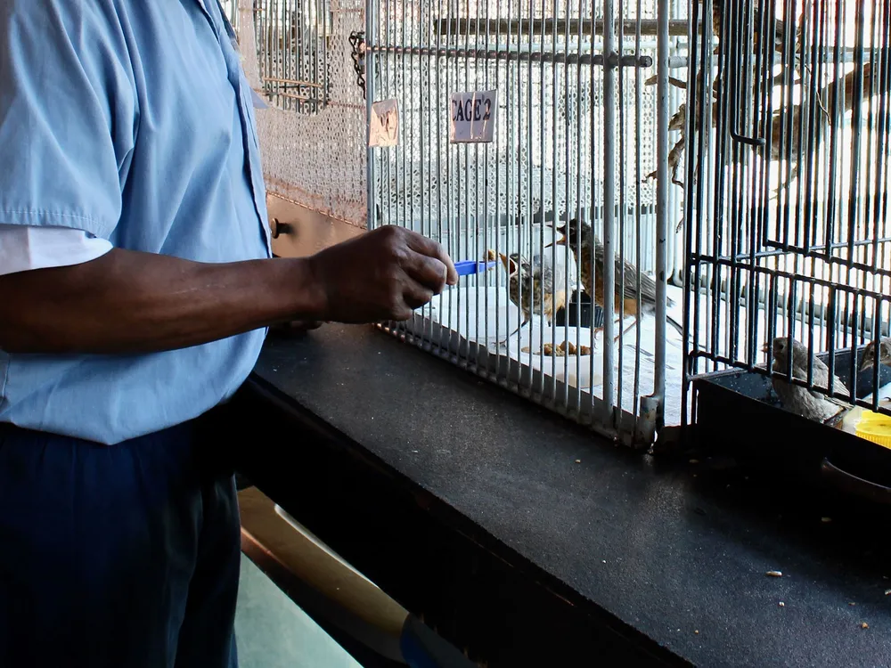 Prisoner Feeding Birds