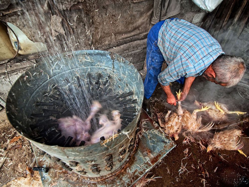 Plucking the Day | Smithsonian Photo Contest | Smithsonian Magazine