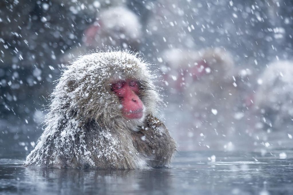 snow monkey.jpg