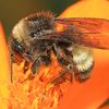 The American Bumblebee Has Nearly Vanished From Eight States icon