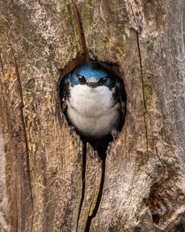 An aptly named tree swallow thumbnail