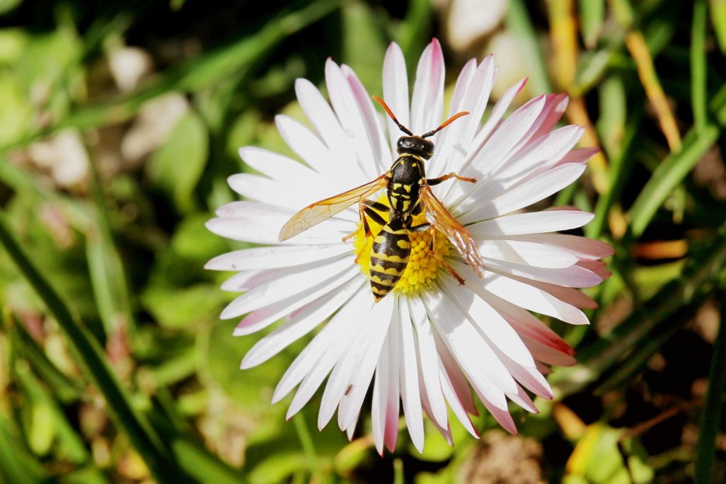 wasp on flower