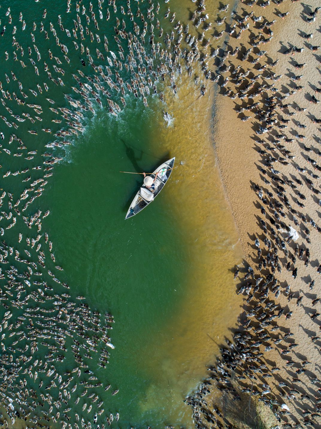 Herding ducks | Smithsonian Photo Contest | Smithsonian Magazine