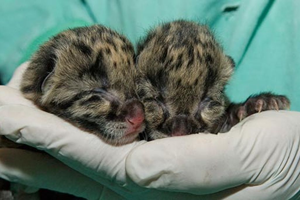 Clouded leopard cubs