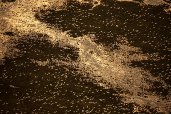 Golden Flight thumbnail