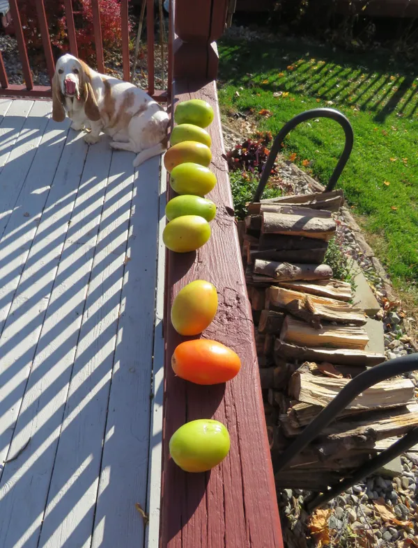 Late Autumn tomatoes on deck railing with wood pile and basset hound on deck thumbnail