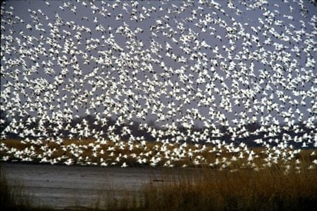 A flock of snow geese safely land on a lake at the Bombay Hook National Wildlife Refuge in Delaware.