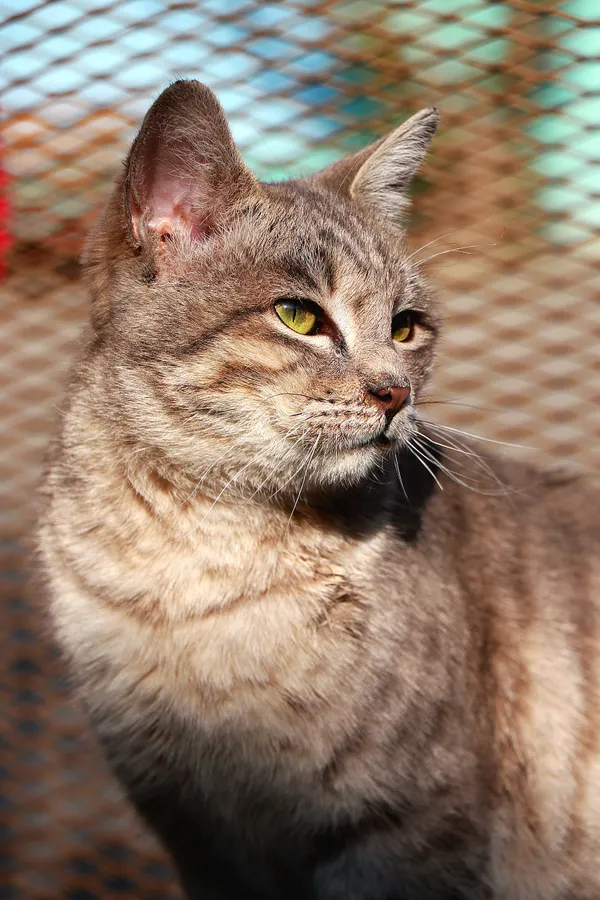 Playful cat thumbnail