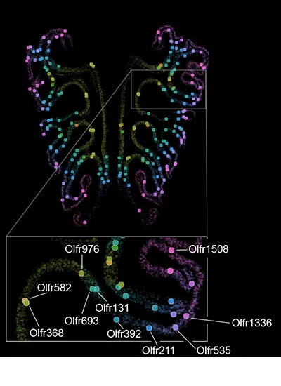Scientists Create the First Detailed 'Smell Map' of Odor Sensors in the ...