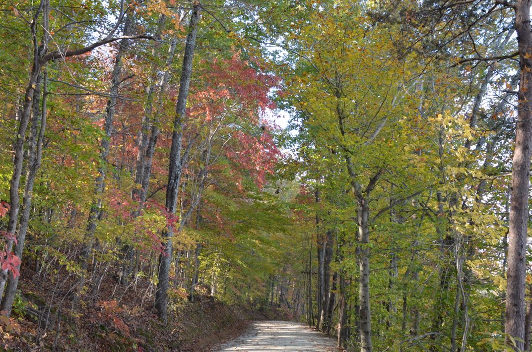 Fall Trees | Smithsonian Photo Contest | Smithsonian Magazine