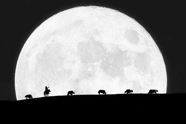 Cattle under the moon thumbnail