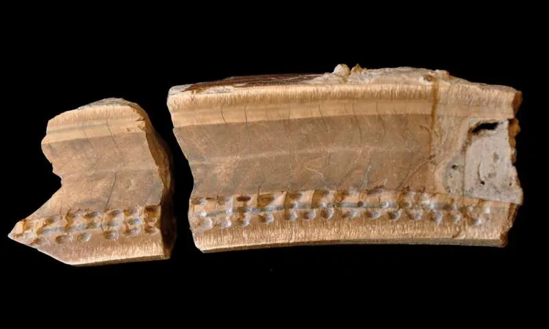 sloth tooth.jpg