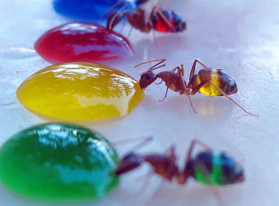 Ghost ants sip sugar water with food coloring, which is visible in their transparent abdomens.