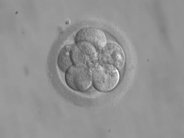 Embryo