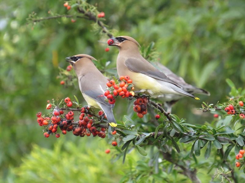 birds eating Pyracantha berries Smithsonian Photo Contest