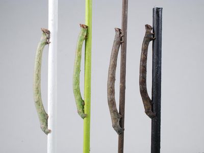 Blindfolded insect larvae opted to perch on twigs matching their body coloring about 80 percent of the time