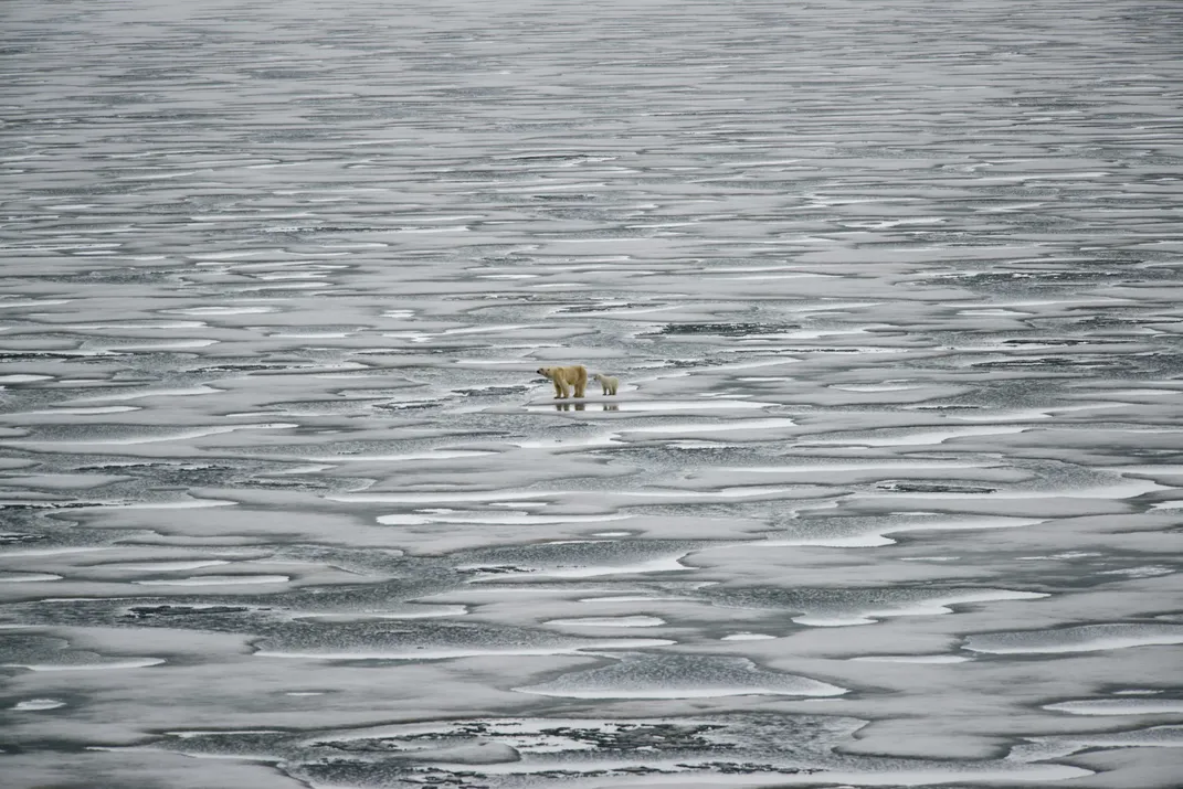 A mother polar bear and her cub