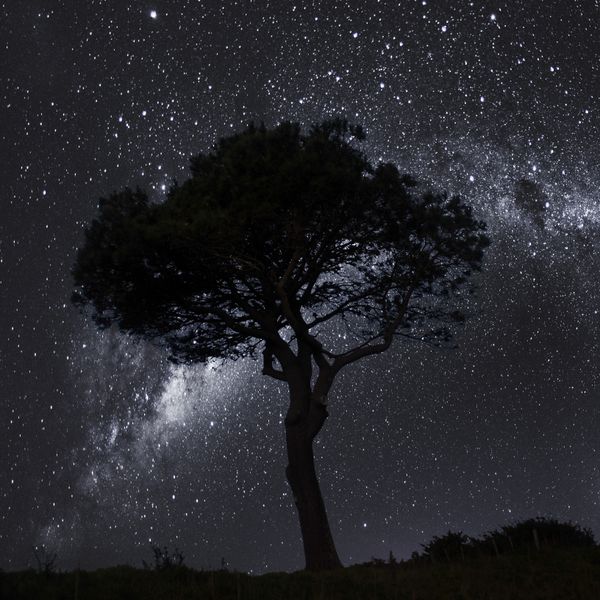 Tree at night, New Zealand thumbnail