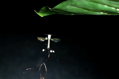 Screenshot from video