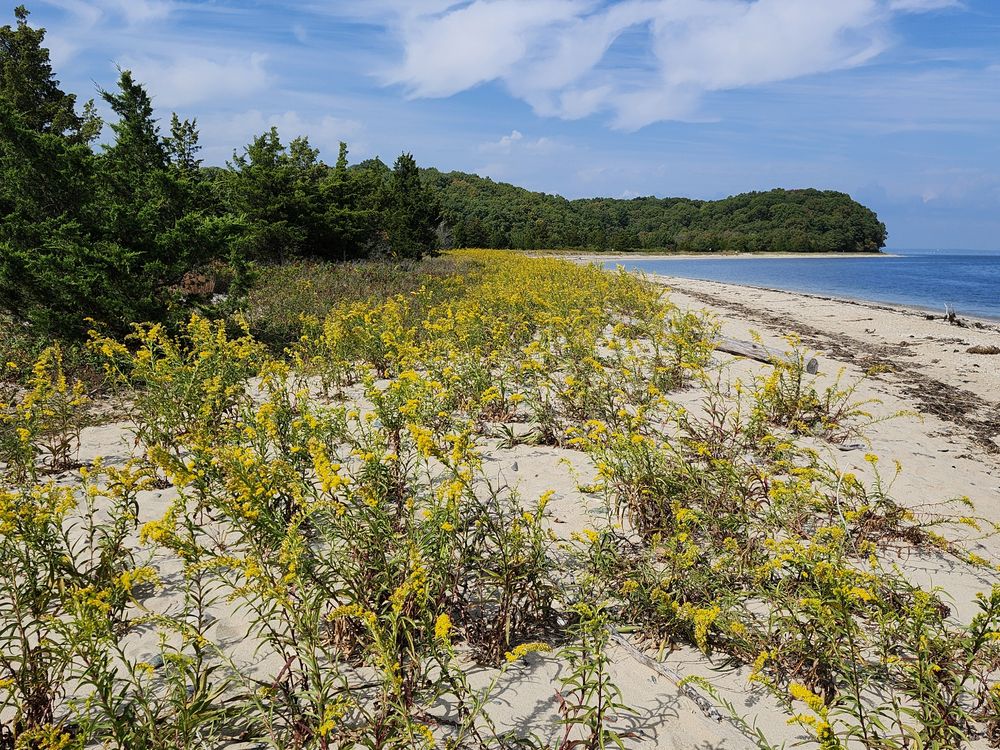 Follow the yellow brick road, Target Rock National Wildlife Refuge ...