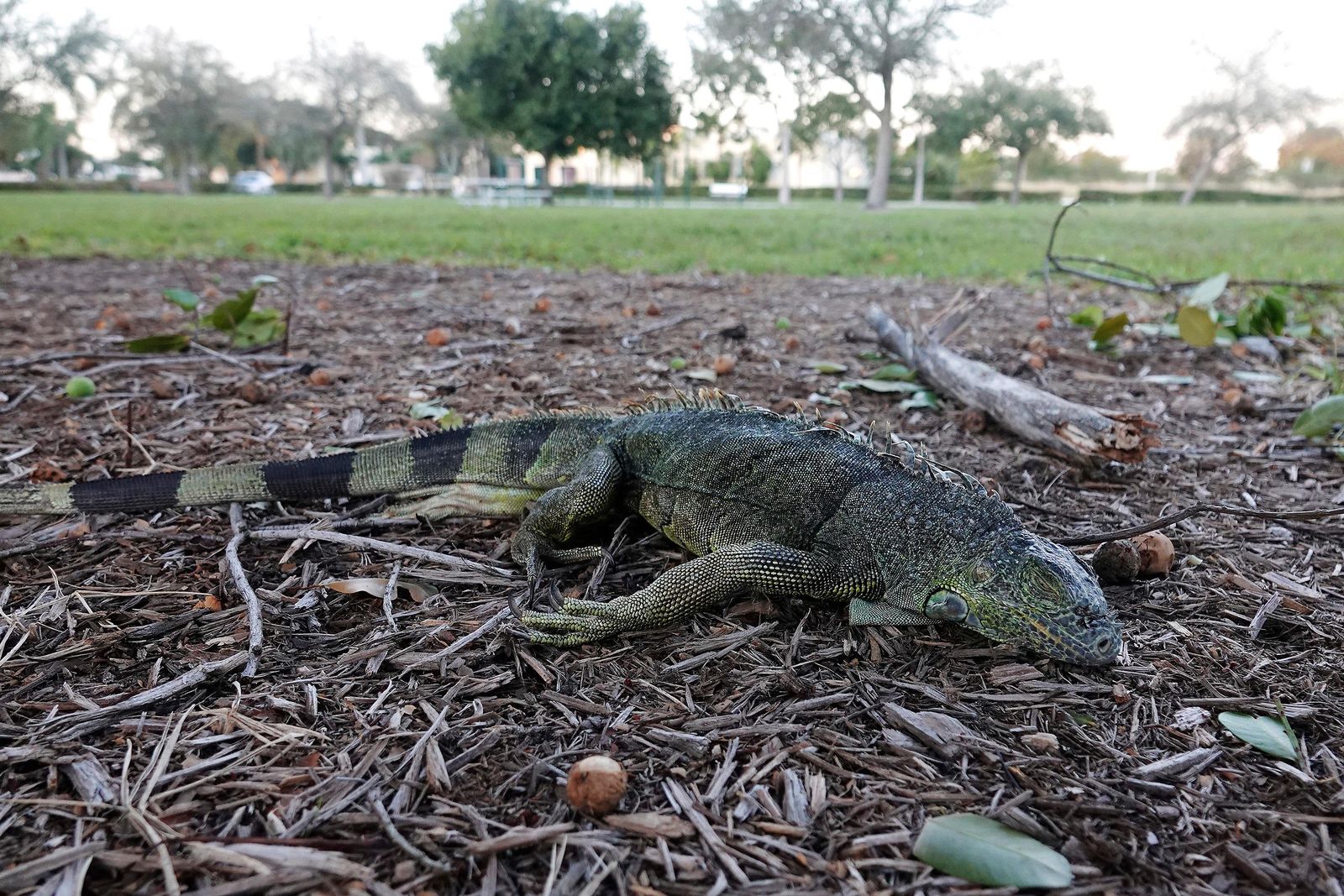 Lizards Fell From Palm Trees During a Florida Cold Snap, but Now They've Toughened Up