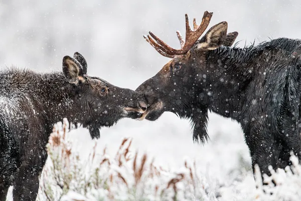 Snow Kiss thumbnail