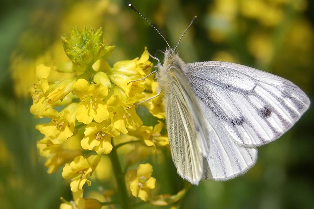 Butterfly on Mustard Plant