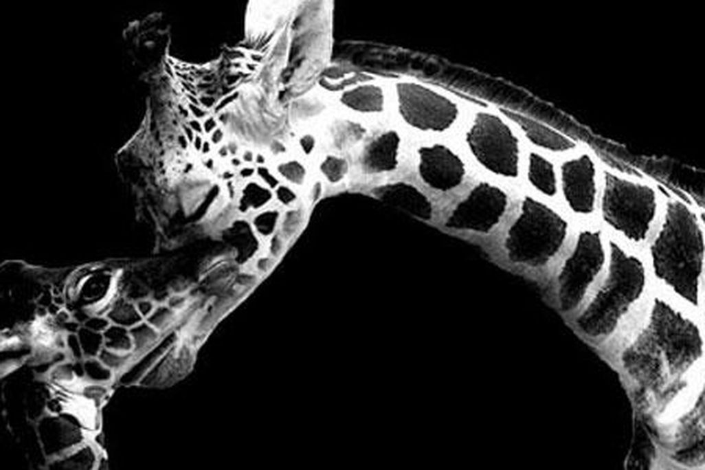 20120513-giraffe-631-header.jpg