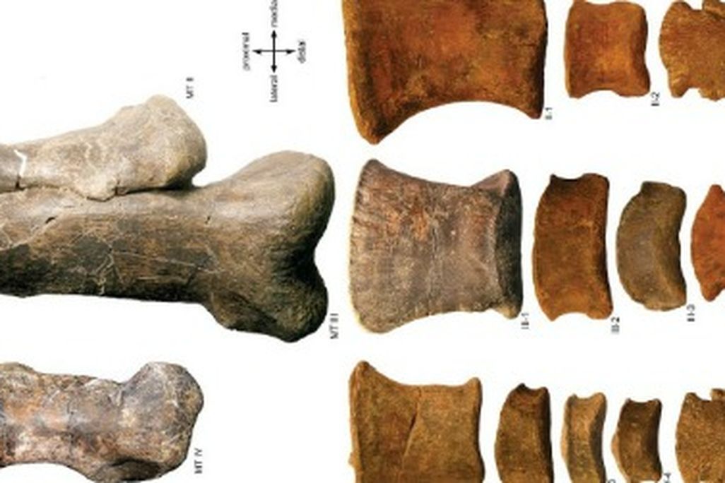 Bones from the foot of a hadrosaur attributed to Edmontosaurus annectens