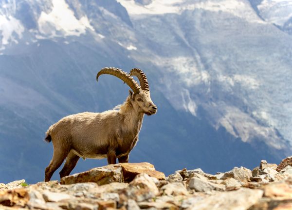 King of the Ibex thumbnail