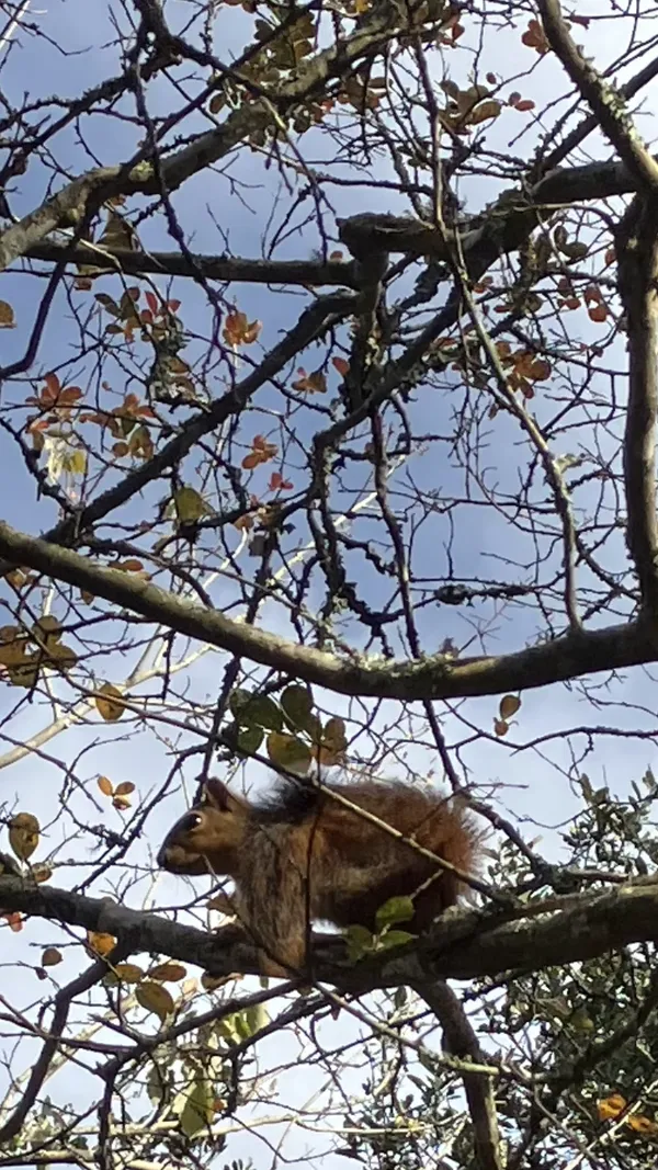 Squirrel Amidst a Maze thumbnail