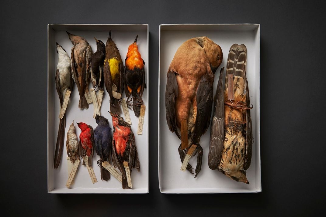 A selection of bird skins
