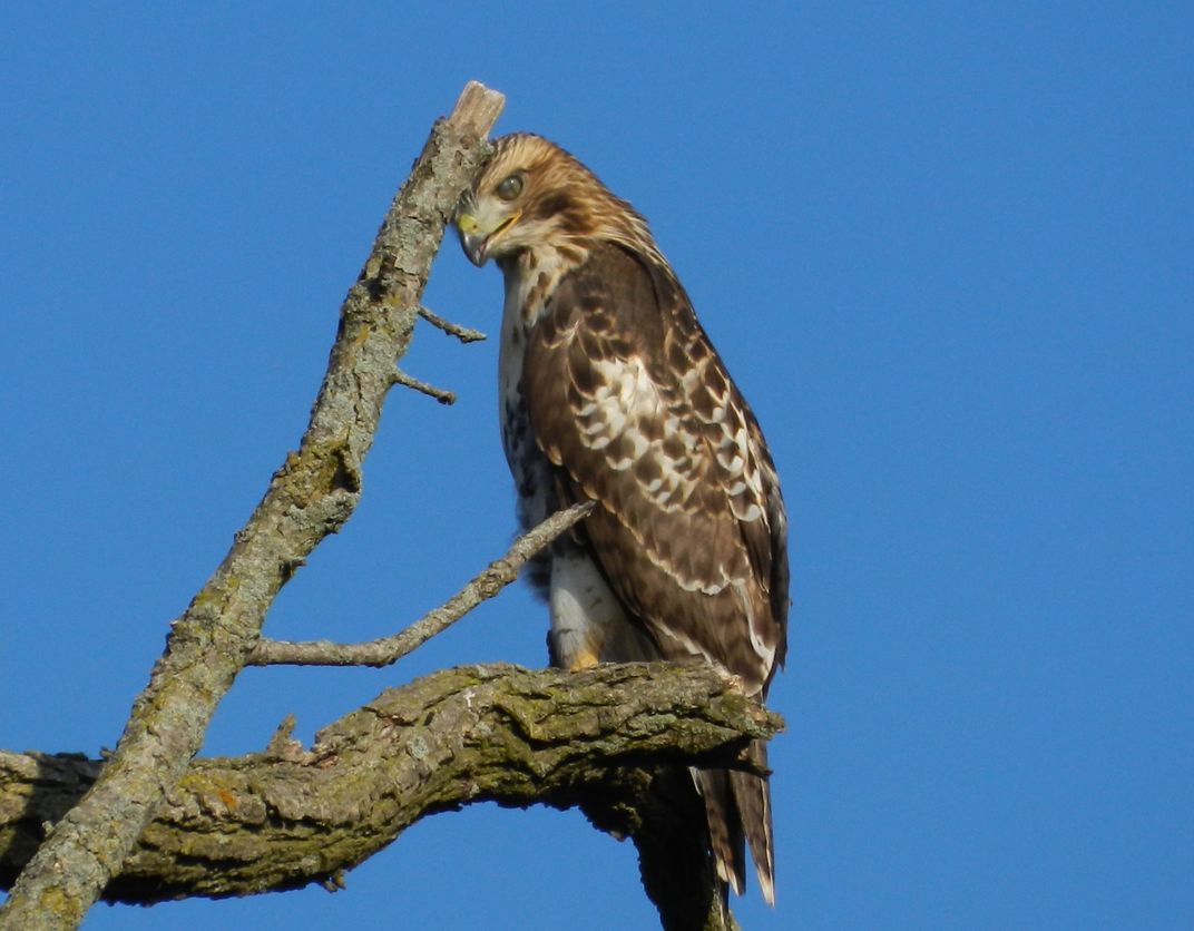 Eyes like a Hawk Nikon P500 Smithsonian Photo Contest Smithsonian
