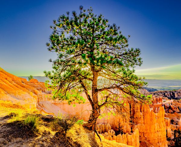 Sun Kissed Tree in Bryce Canyon thumbnail