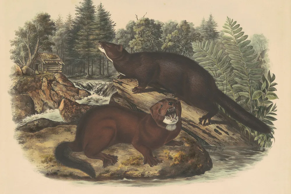 Mink