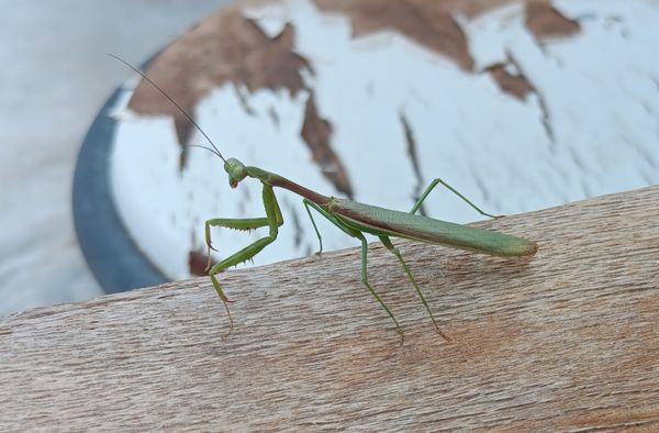 Praying mantis comes to visit thumbnail
