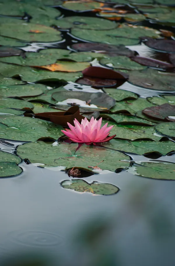 Waterlily After the Rain thumbnail