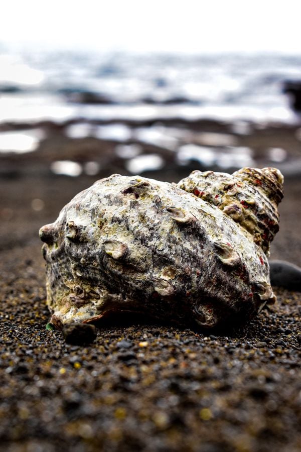A White Seashell on a Black Sand Beach thumbnail