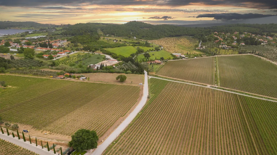 The vineyards of Ural