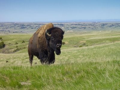 Bison could soon get grazing space next to a Denver airport